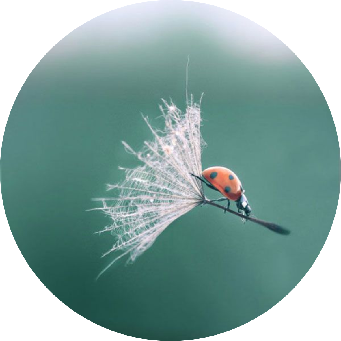 Coccinelle-5-