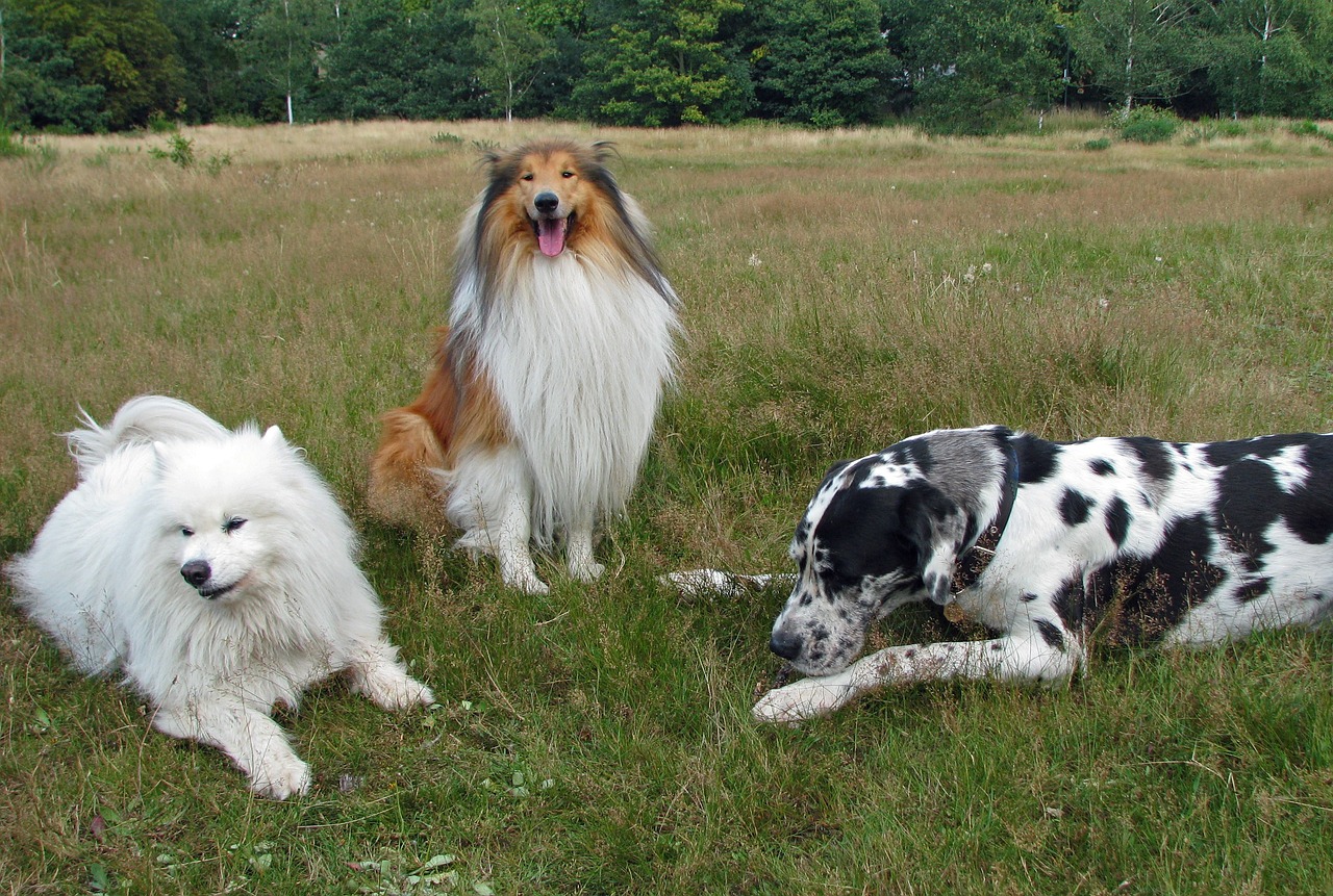 L'Art de Dire Non : Pourquoi Votre Chien Ne Devrait Pas "Dire Bonjour" à Tous les Chiens