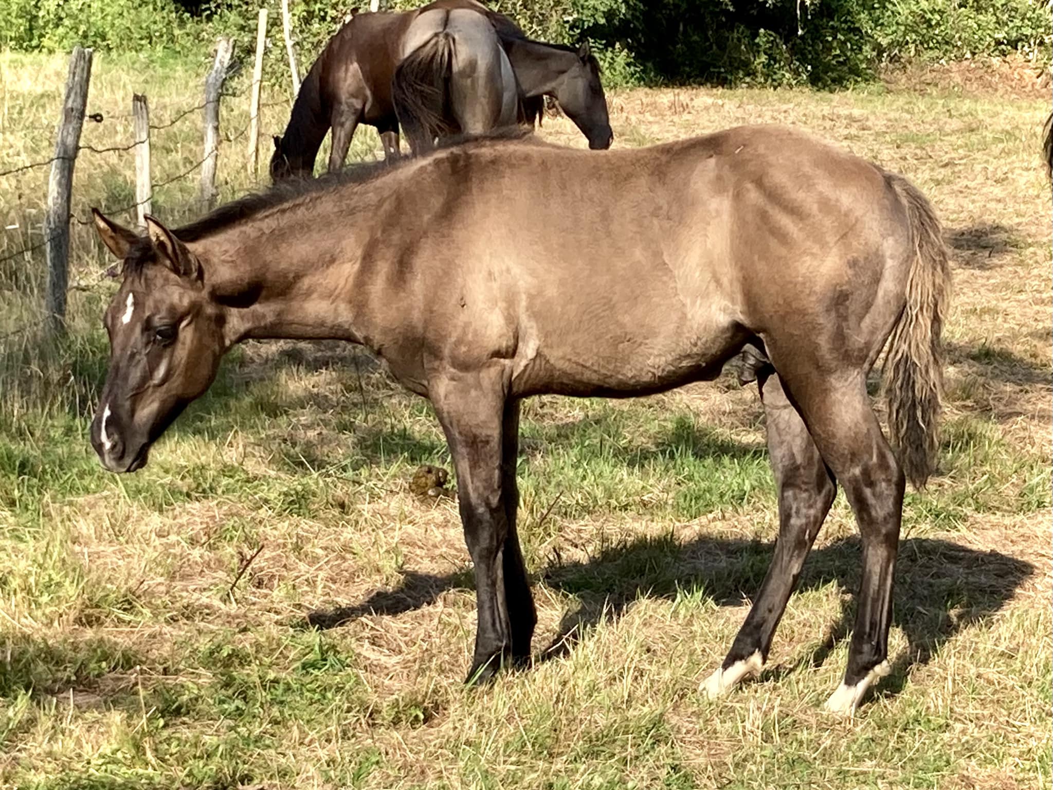 NASH HOLLYWOODJACK 
92% NFQHA Fondation
Lignée cattle work