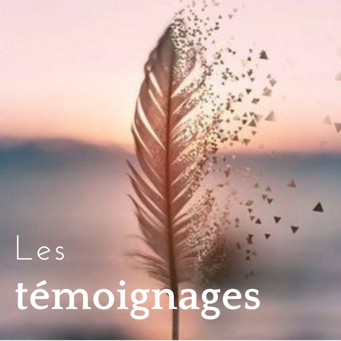 CENTRE-Dexperience-biocentrique-19-