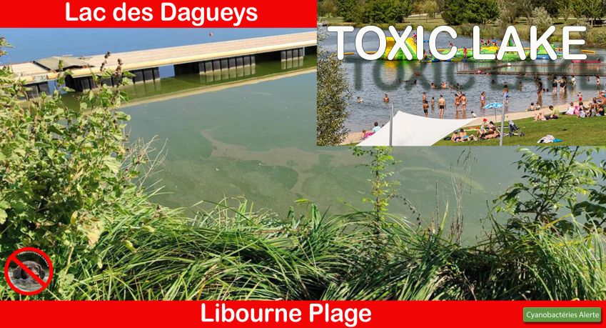 Libourne Plage- Une forte suspicion de proliferation de cyanobactéries