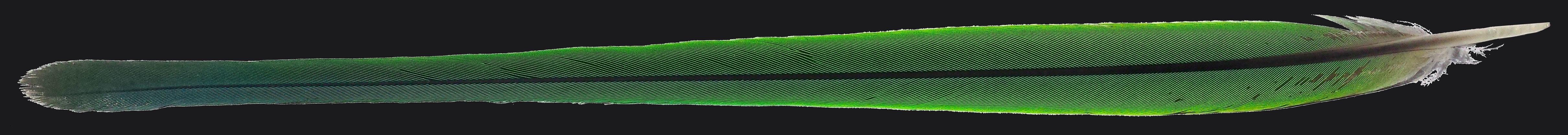 Plume
