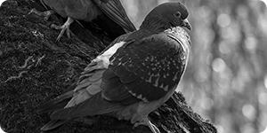 Le pigeon domestique, un animal ancré dans nos vies