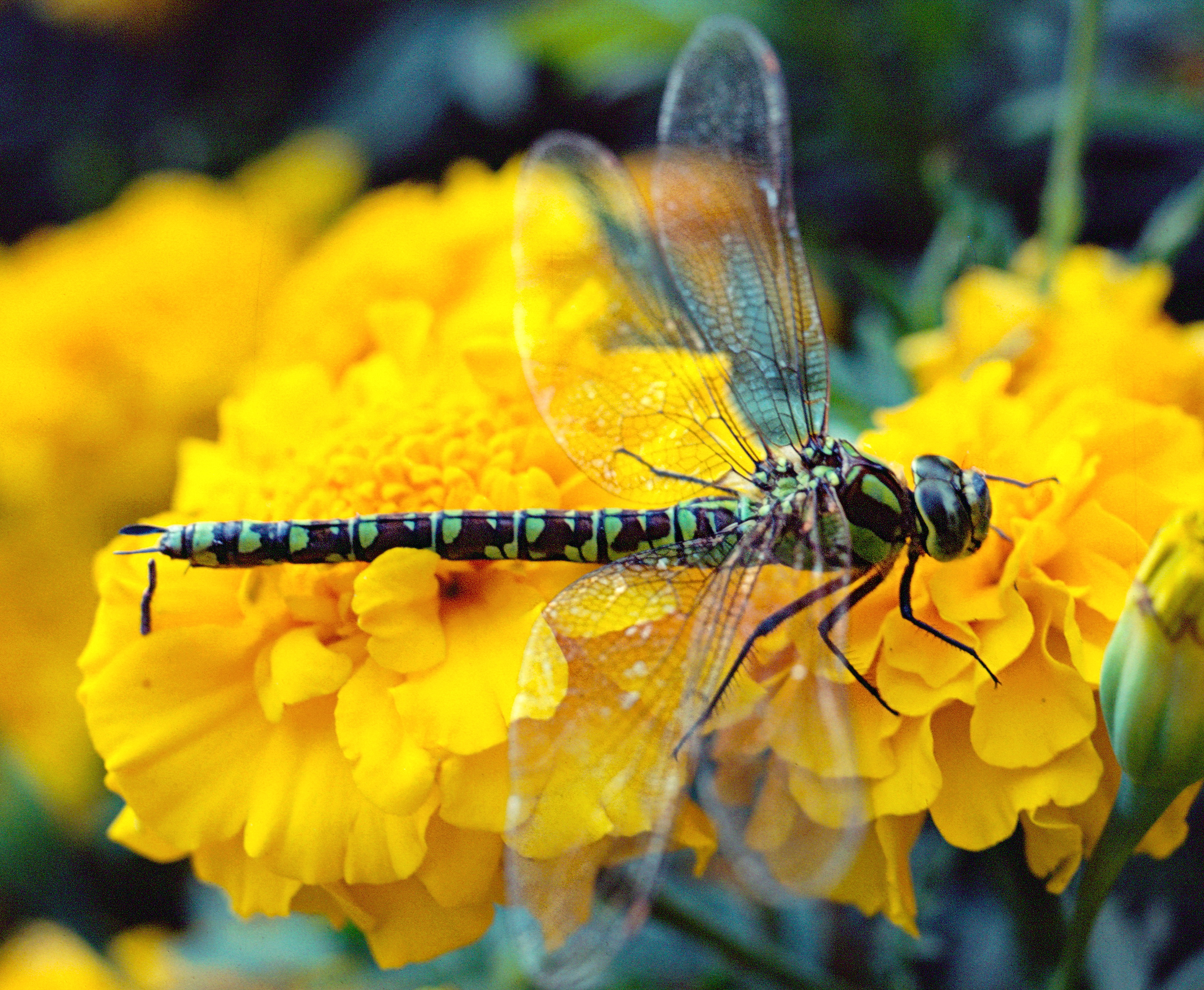 Anax-imperial-sur-oeillet-d-Inde-web-01