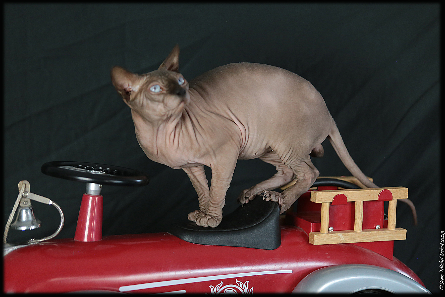 Sphynx2023 457