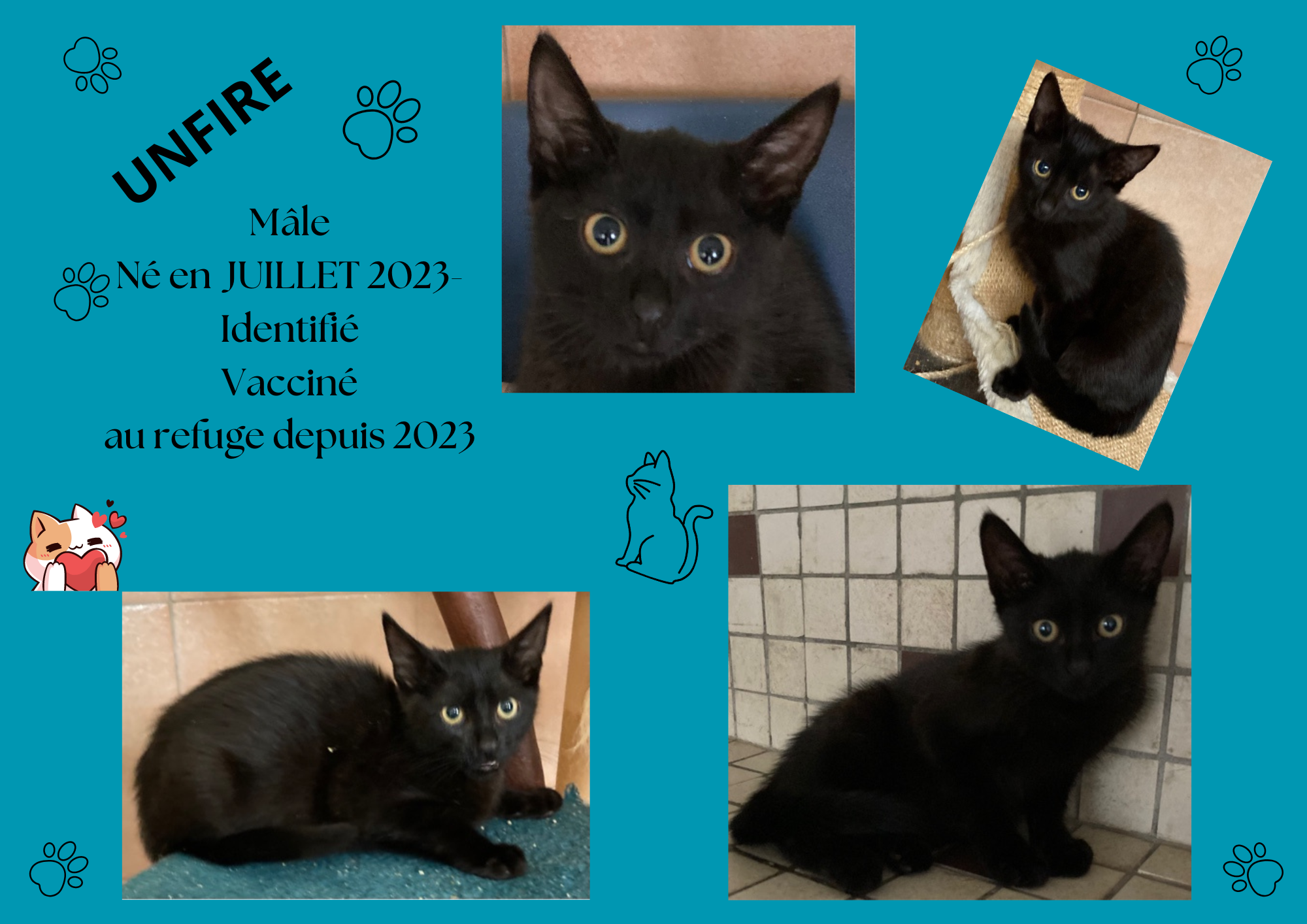 Modele chat male 297 210 mm 