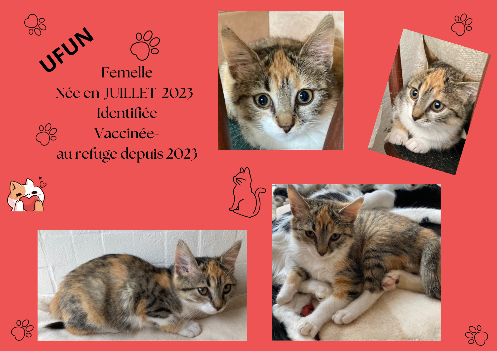 Modele chat male 297 210 mm 