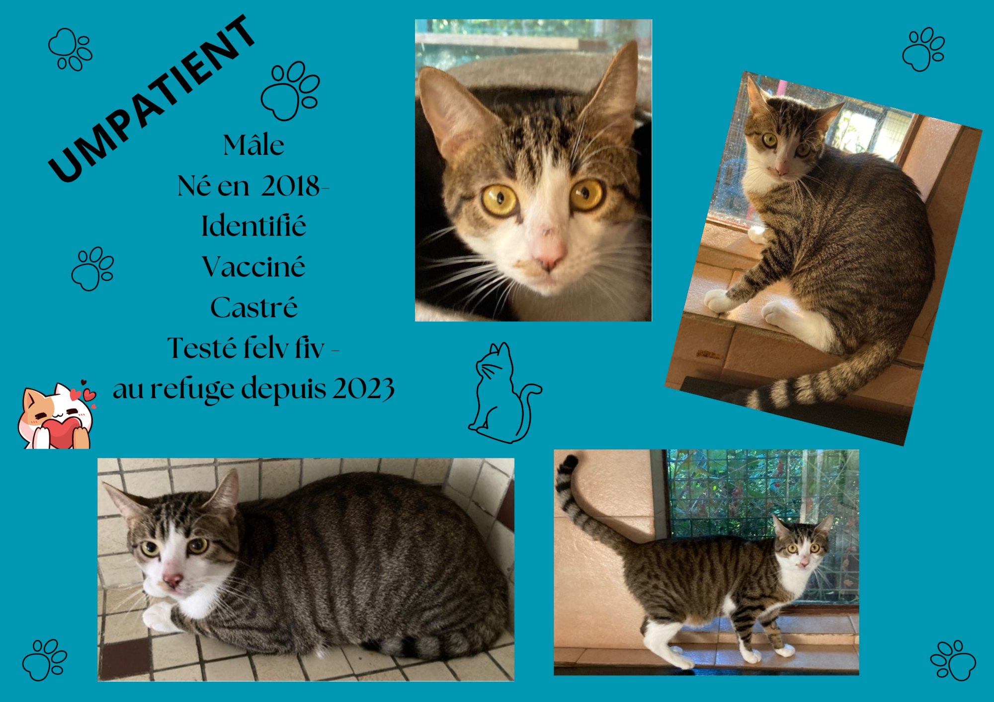 Modele chat male 297 210 mm 