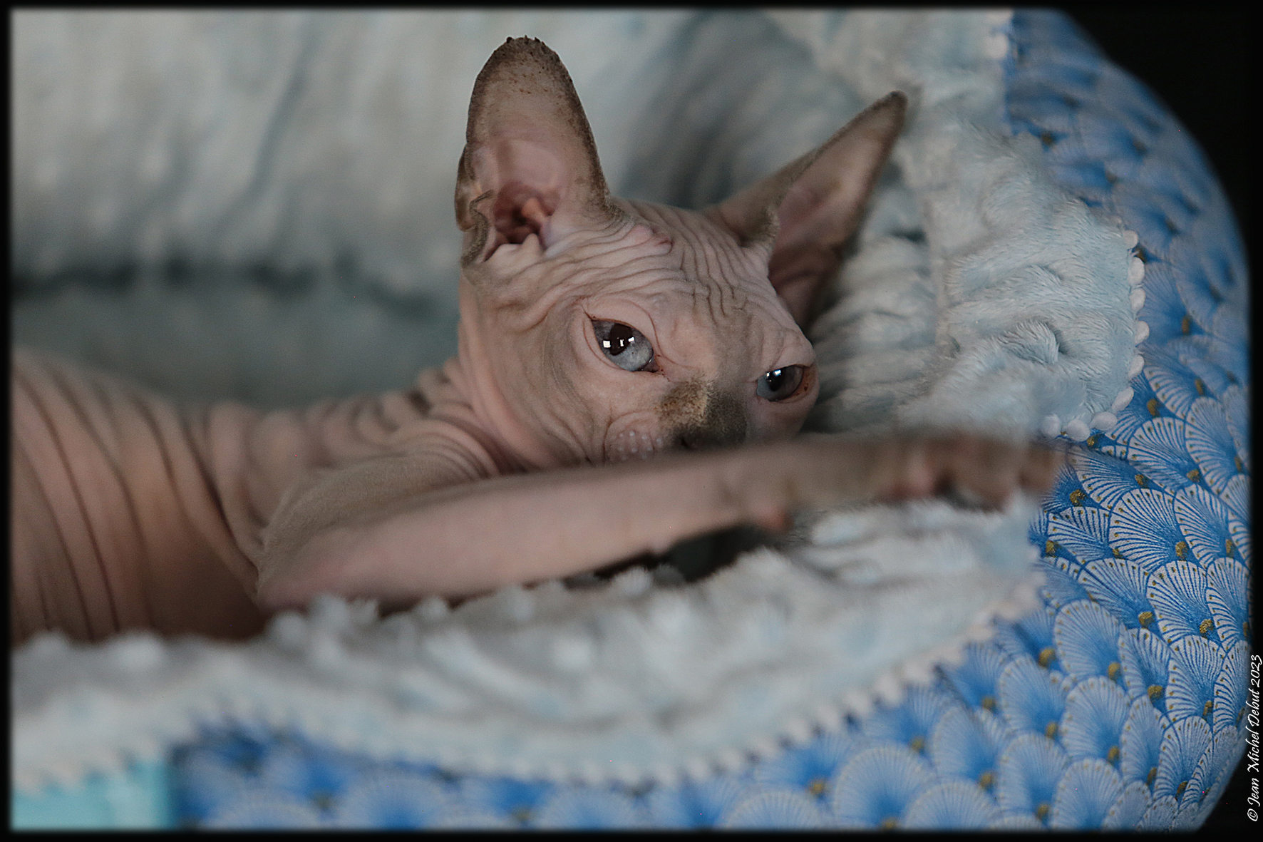 Sphynx2023 417