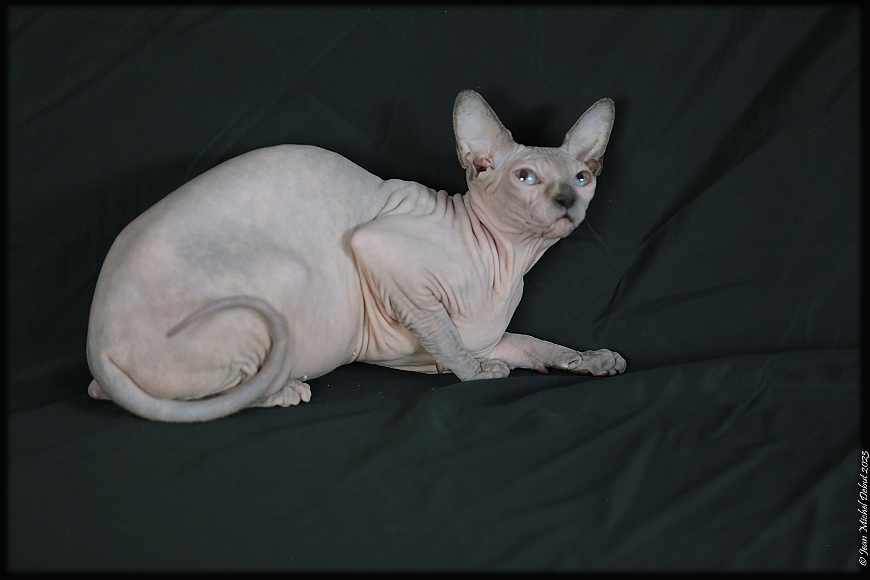 Sphynx2023 385