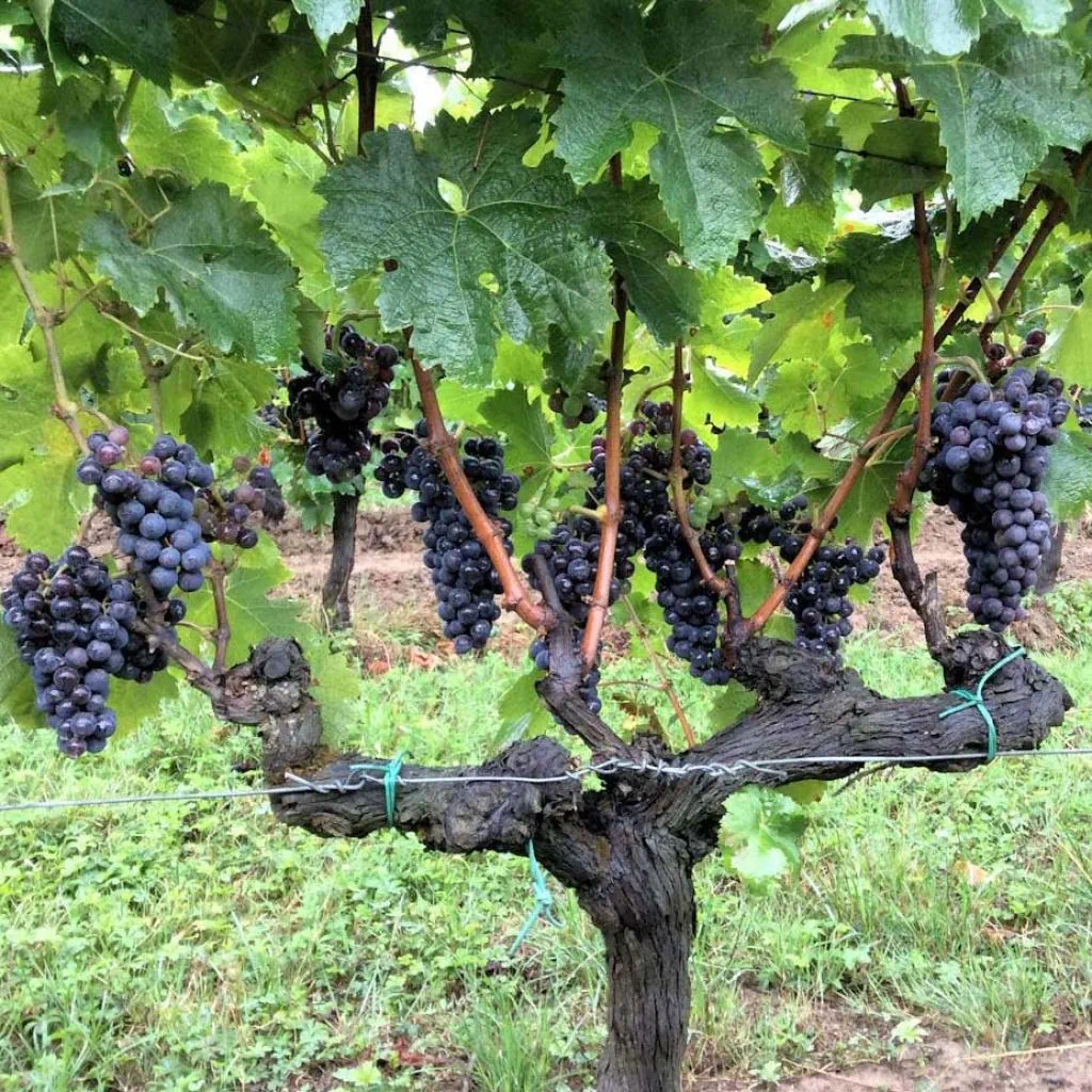 Vigne-Merlot-78375-1