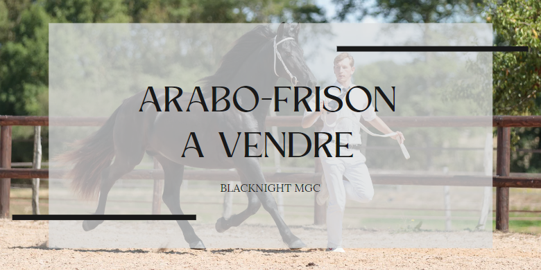 Av-arabo-frison