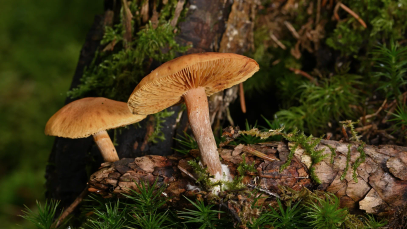 Symbiose entre des champignons et une pomme de pin