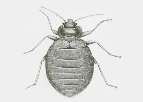 Traiter une infestation de punaises de lit