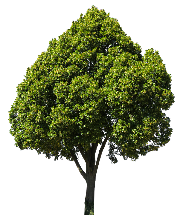 Nature-2286961 960 720