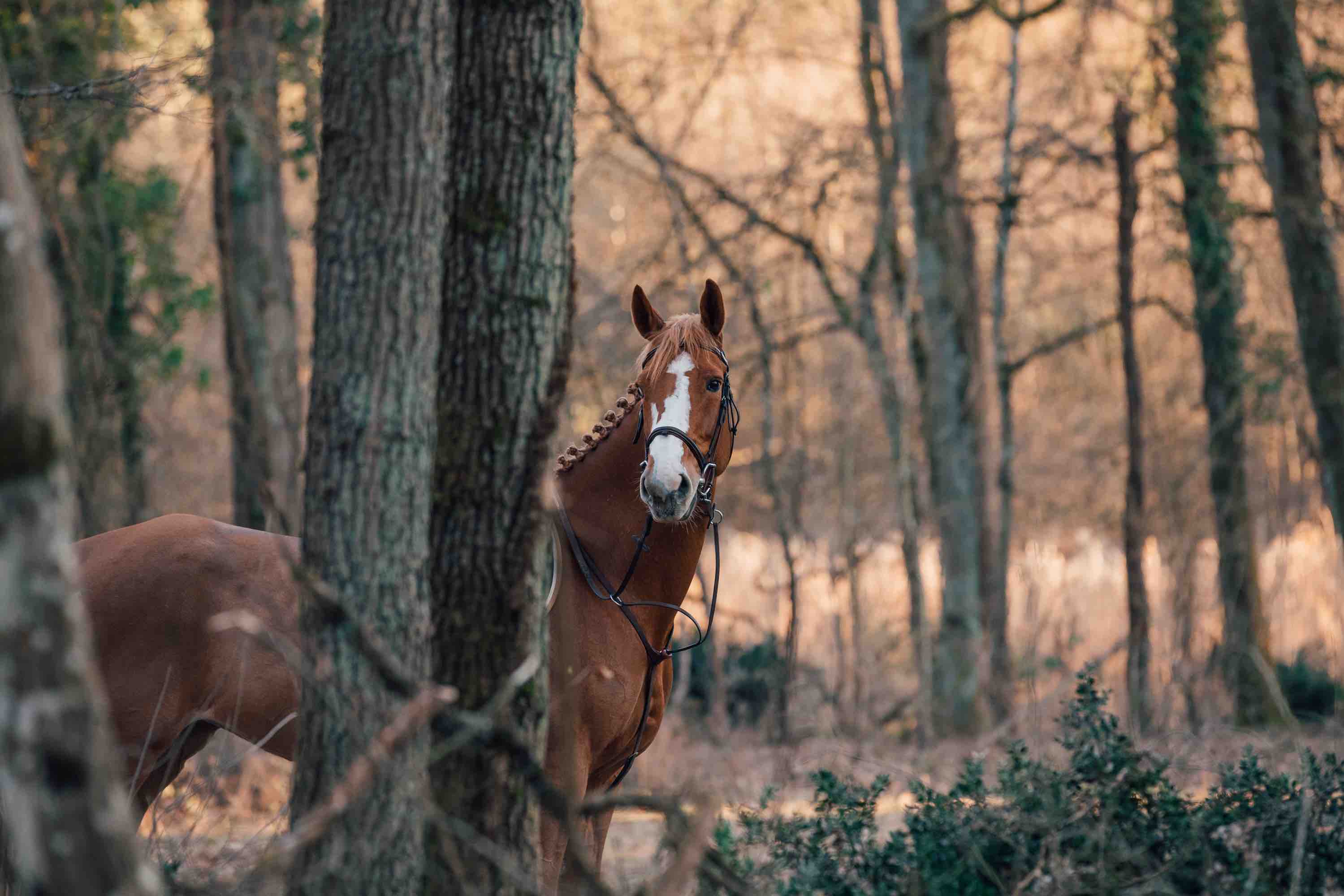 Haras de fontainebleau cheval foret
