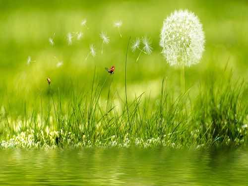 Esprit-des-plantes