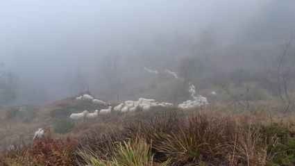 Transhumance2023-brouillard