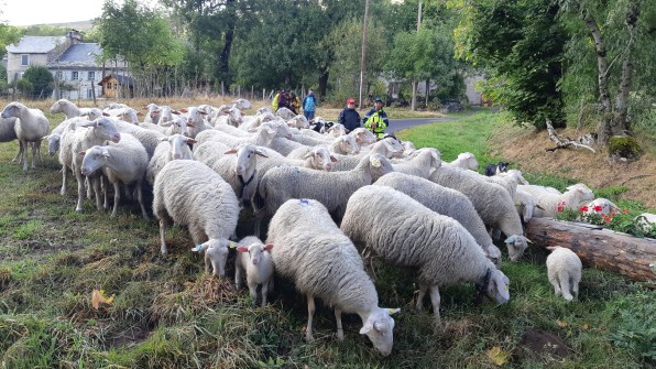 Transhumance-2023-pause