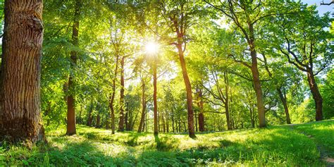 Foret
