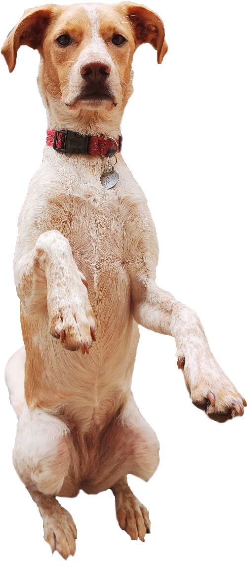 Mo hautlesmains