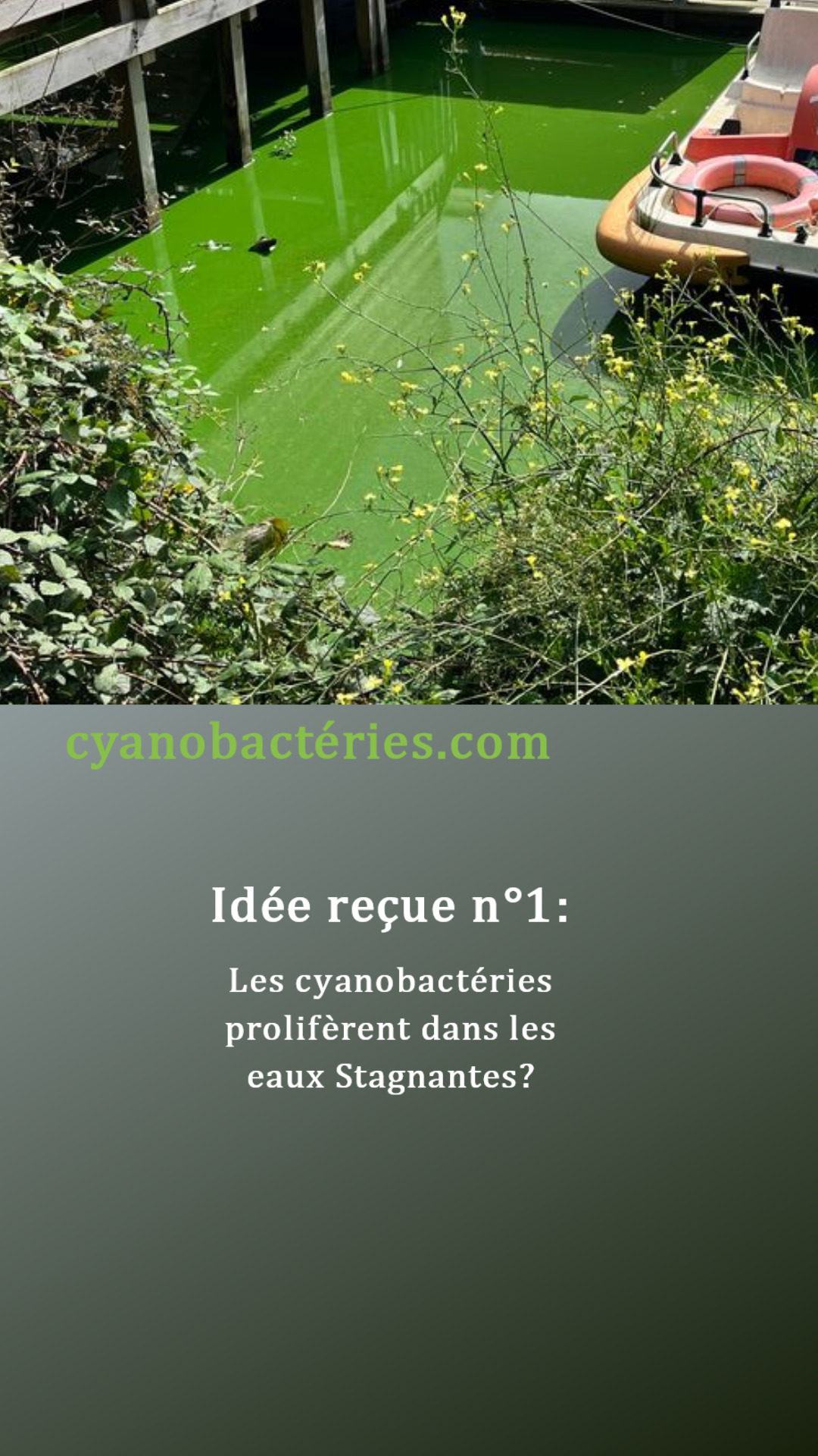 Idée reçue N°1:Les cyanobactéries prolifèrent dans les eaux Stagnantes
