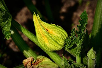 Des ateliers dans les potagers de l’Epi