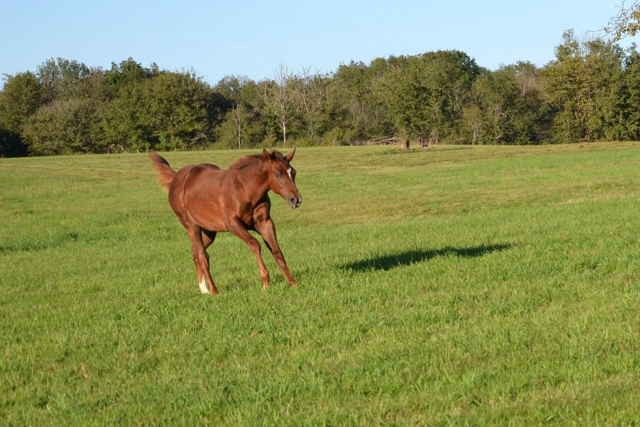 Nita Red Wood APHA pouliche lignée ranch roping -Baldrock Ranch