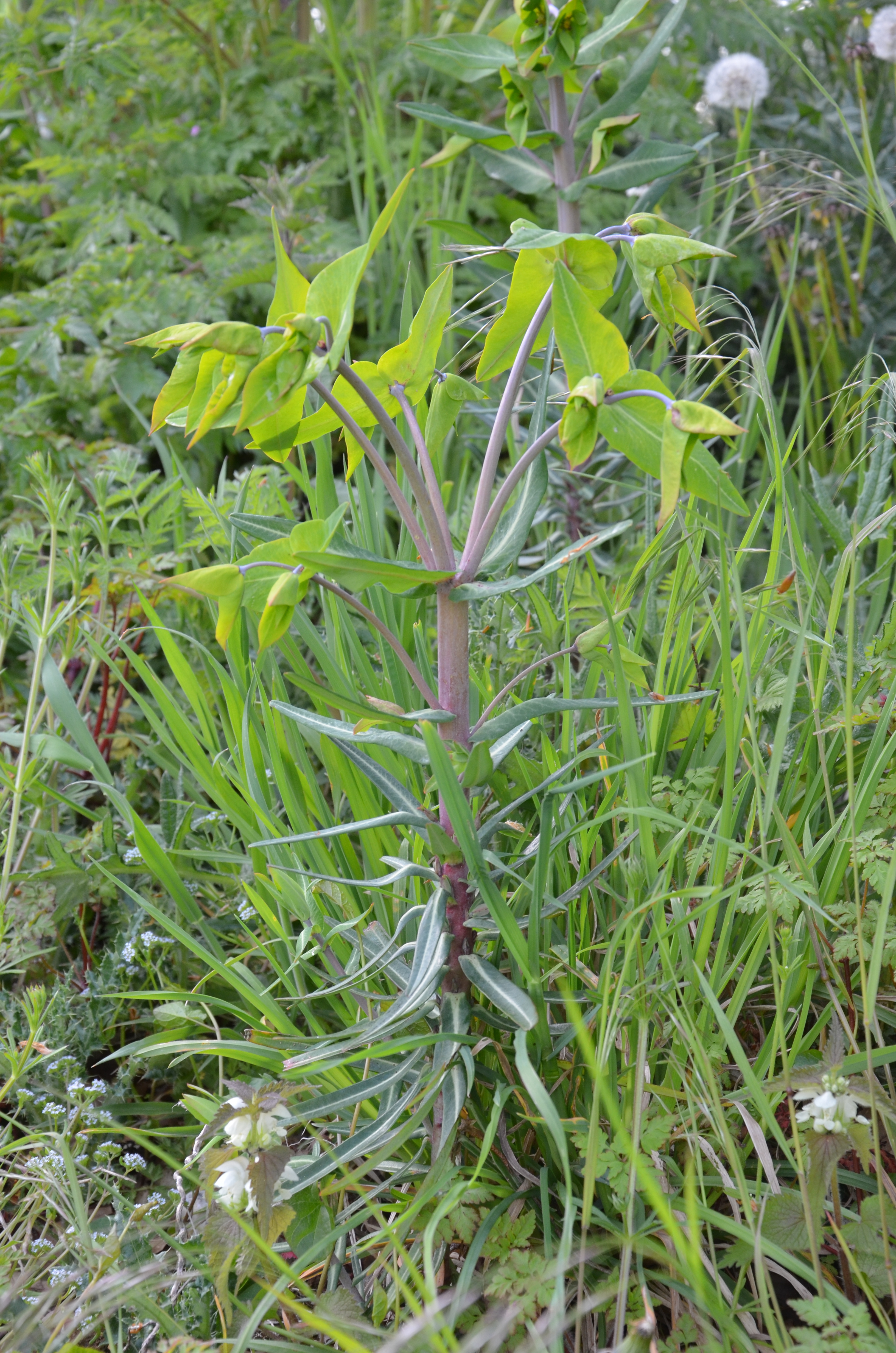 Euphorbe-des-jardins-02