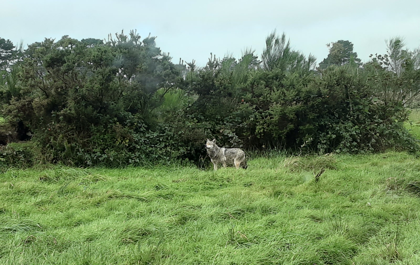 Photo 4 sortie loups classe ce cm
