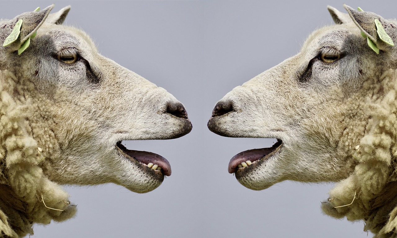 Sheep-2372148 1280