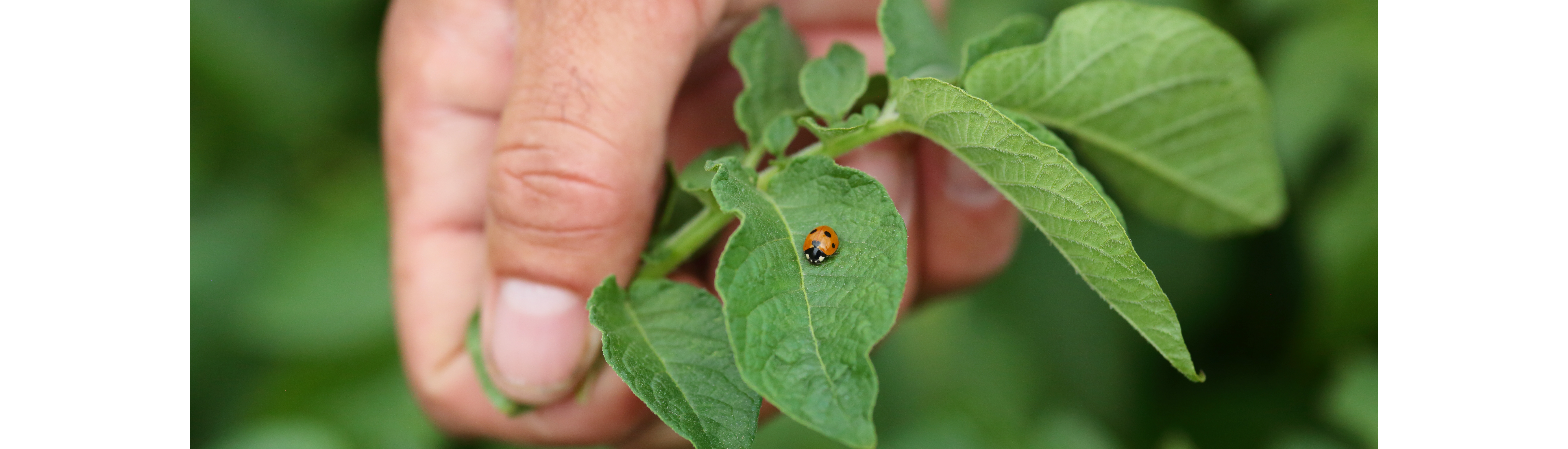 Pouce de pdt coccinelle