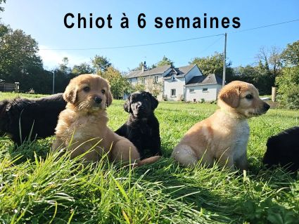 Chiot a 6 semaines