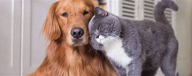 Animaux