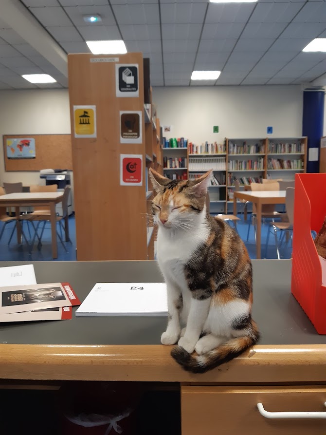 Photo-chat-CDI