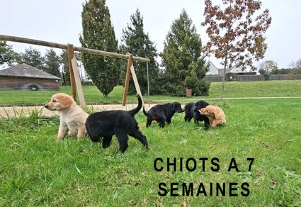 Chiot a 7 semaines
