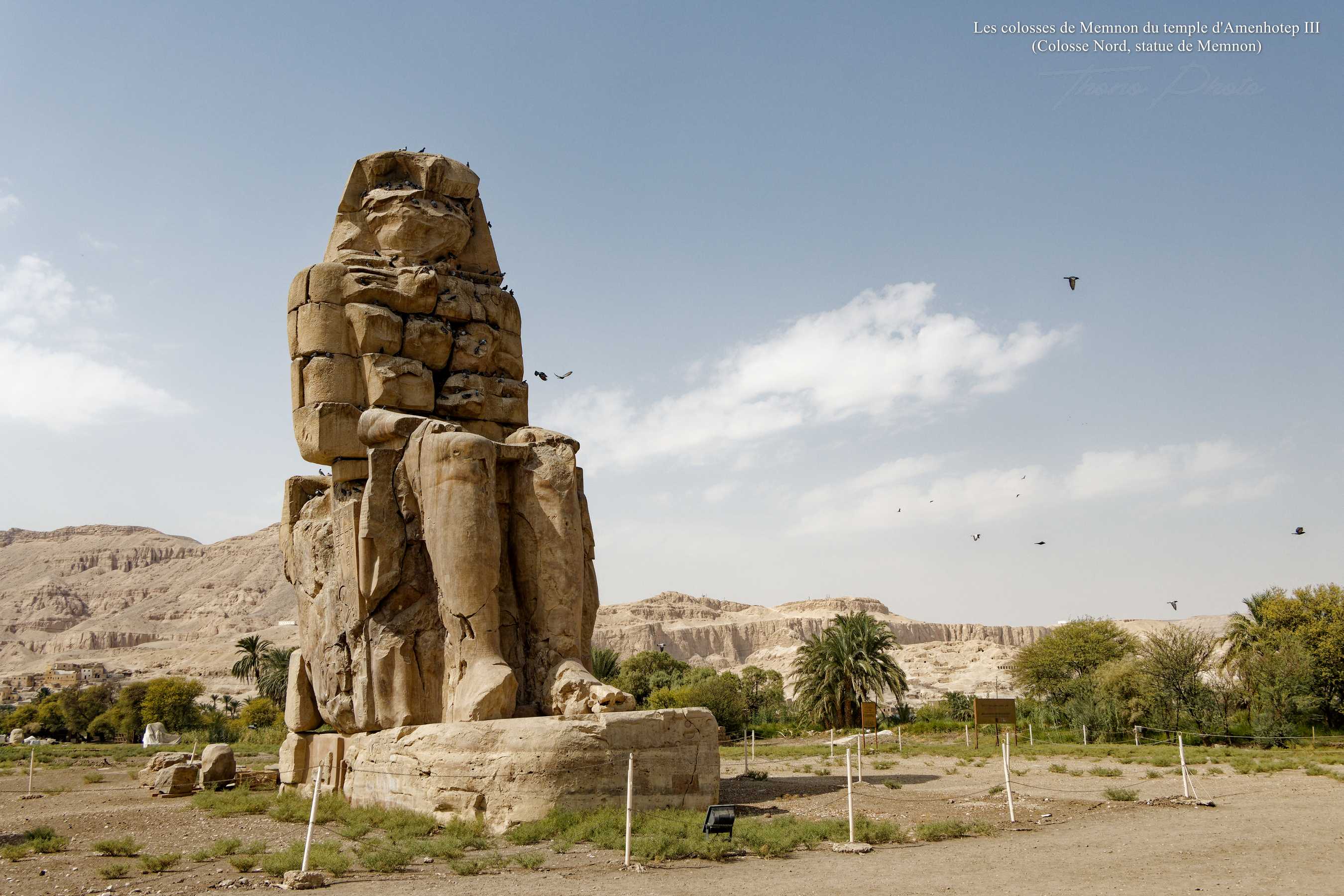 Colosse memnon f