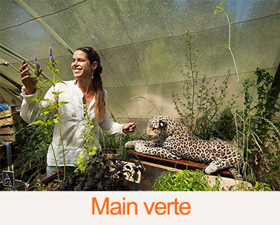 Mainverte