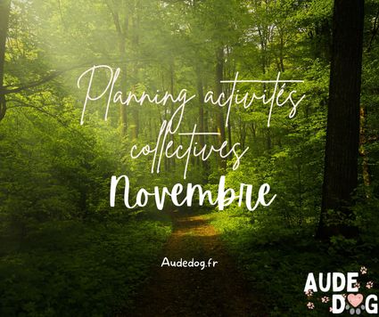 Planning des activités collectives de Novembre