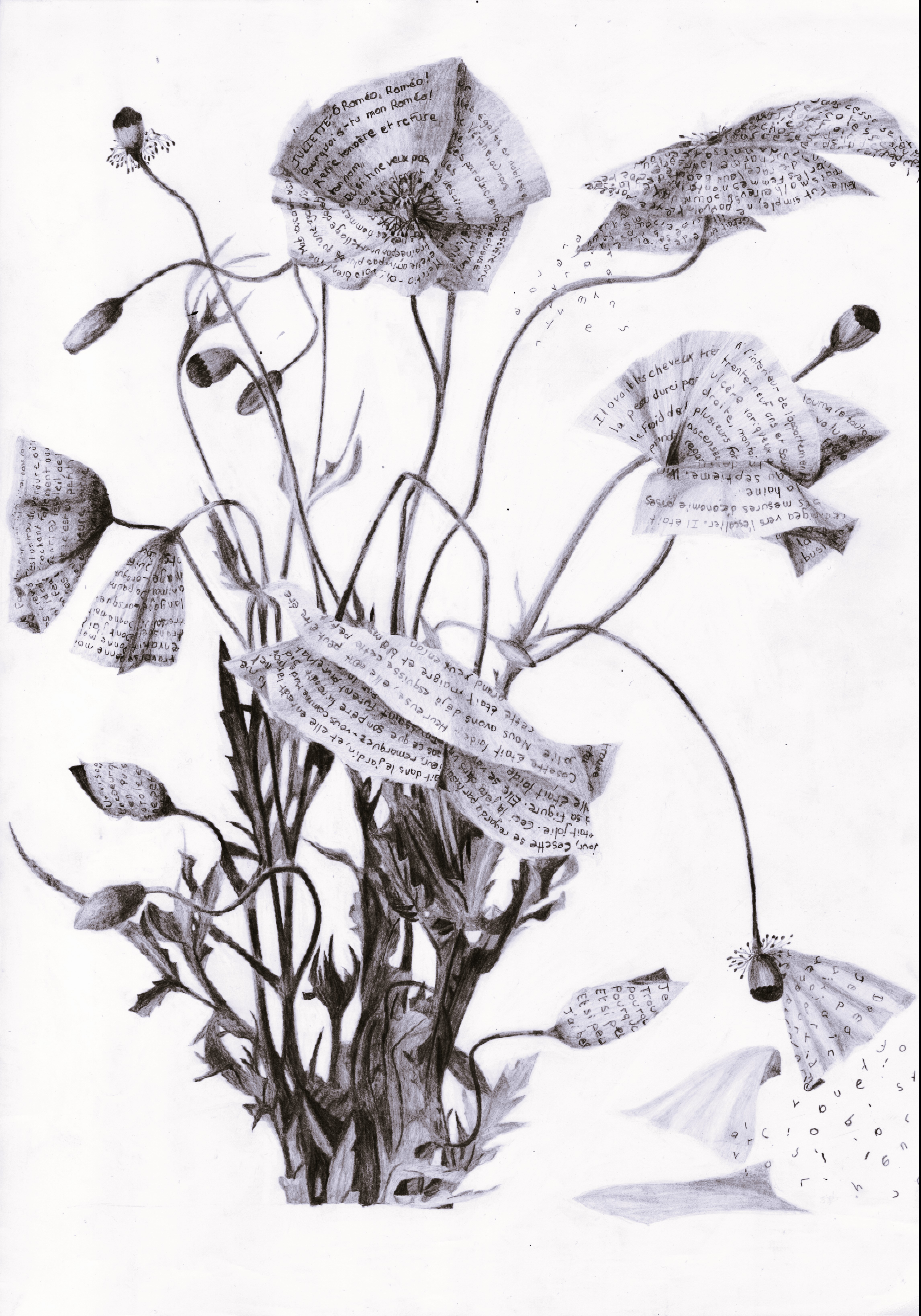 Herbier aglae