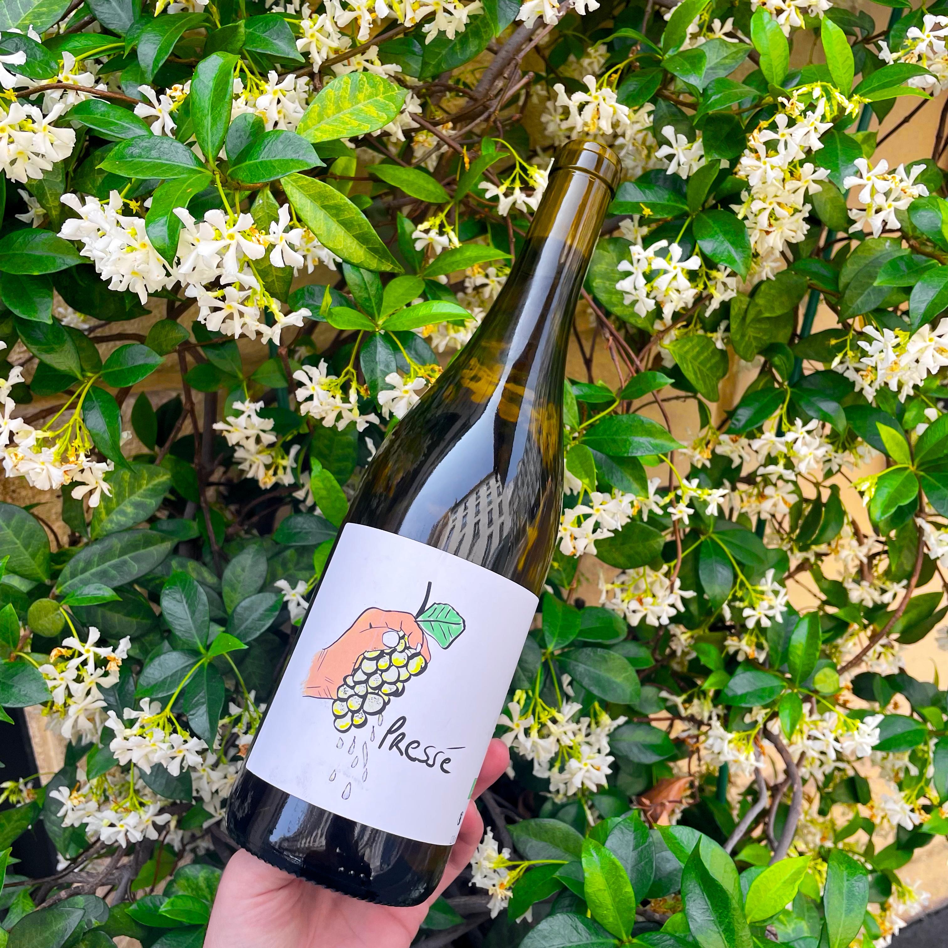 Bouteille de vin rouget Gisèle Banjo Vino