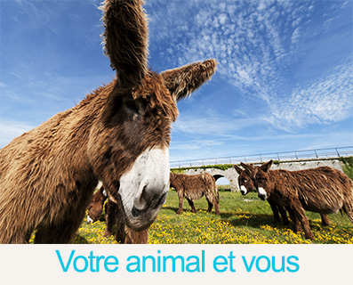 Votreanimaletvous
