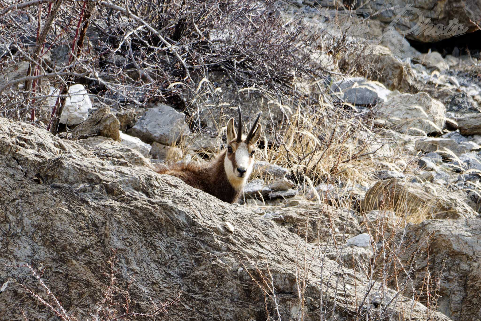 Chamois val d oronaye st ours 2023 04 10 4886f