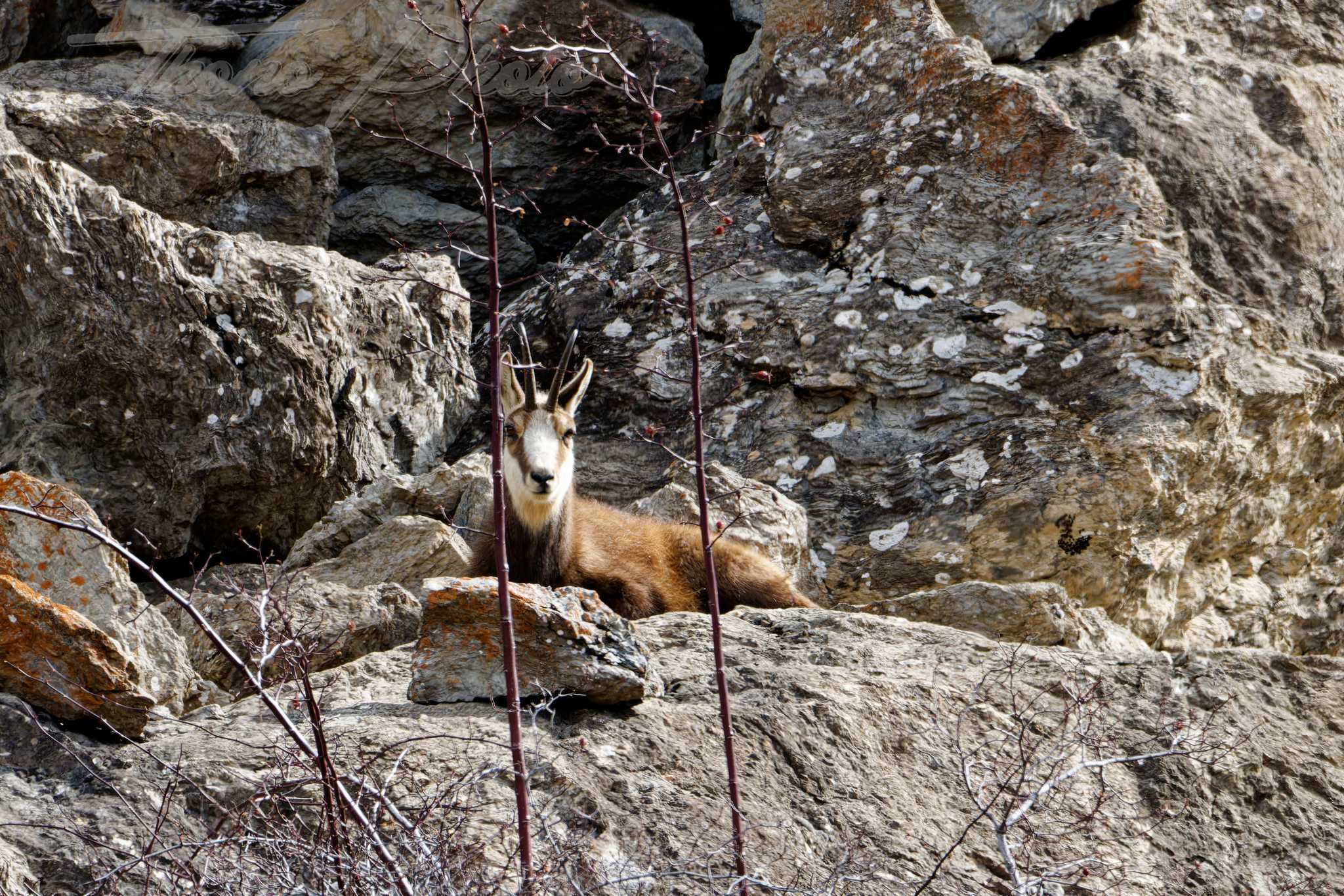 Chamois val d oronaye st ours 2023 04 10 4862f