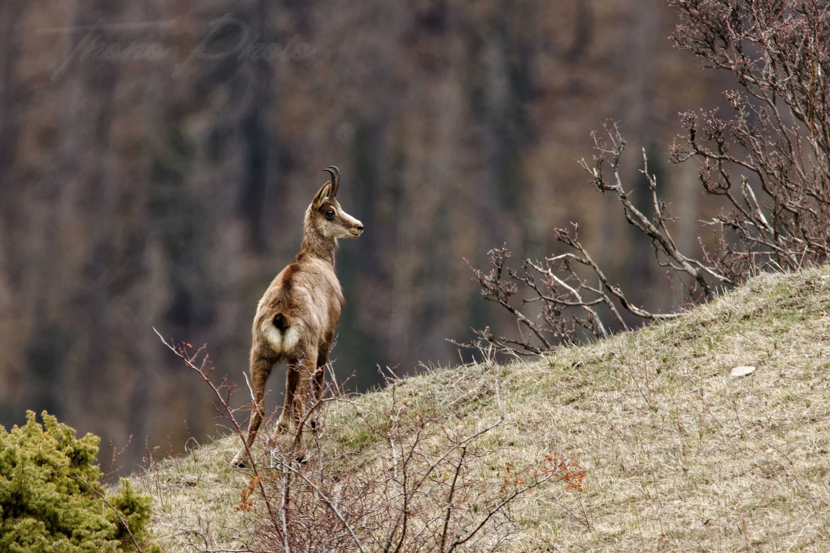 Chamois-Val-d-Oronaye-St-Ours-2023-04-12-5252F