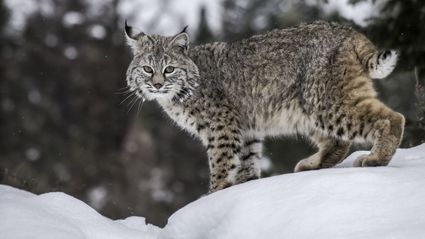 Lynx-roux-us-adobestock-177845846-xl