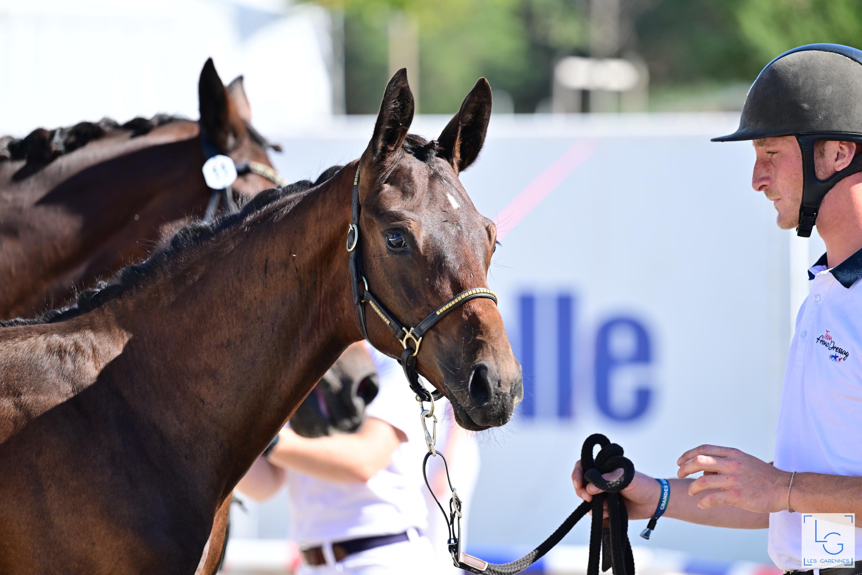 2023 09 10francedressage faure curt celine new castele de valdi z93 0480