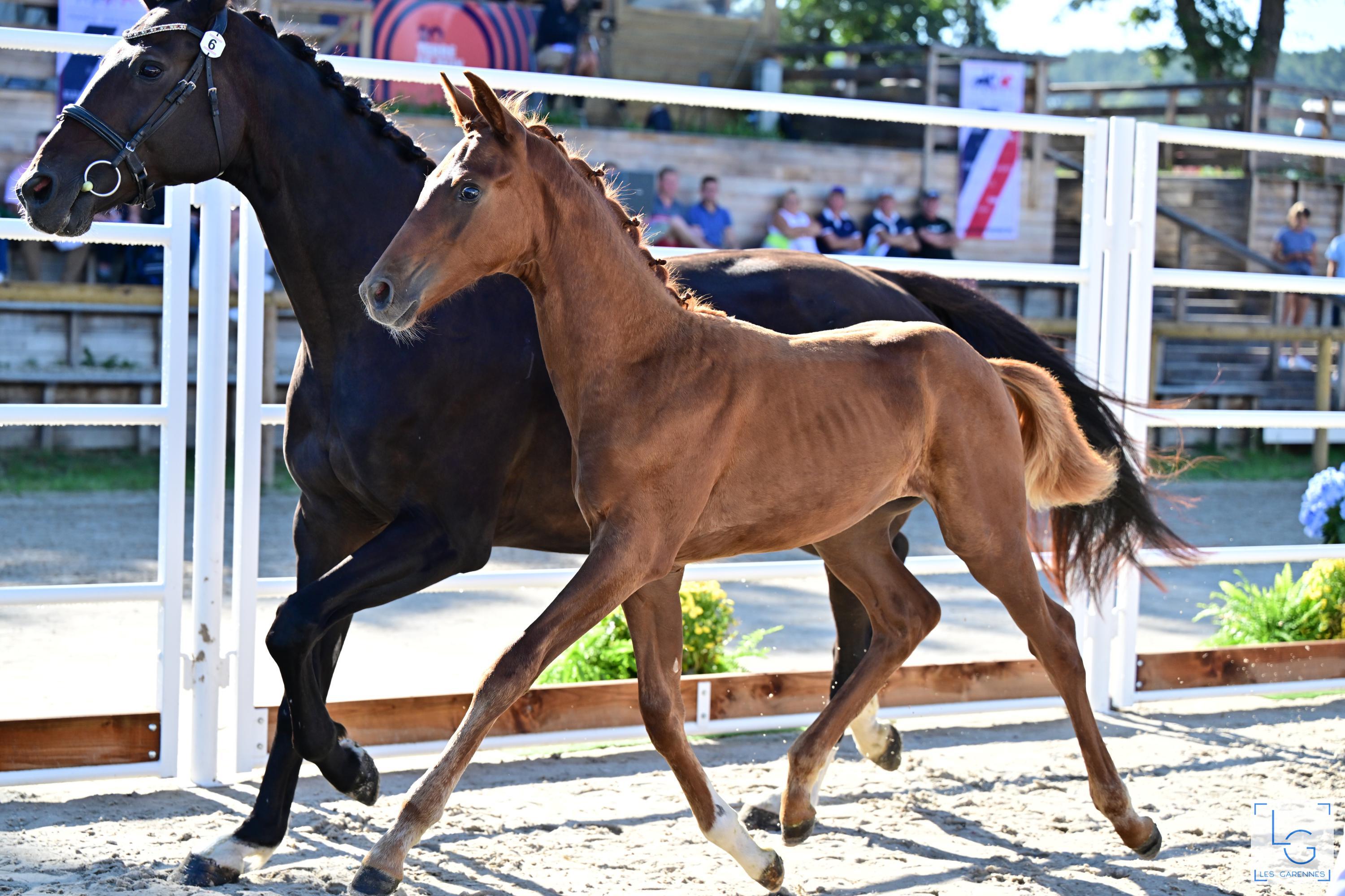 2023-09-10francedressage-faure-curt-celine-new-varadero-de-valdi-z93 9861