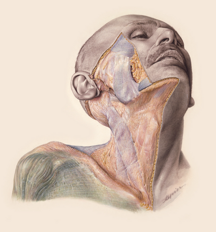 La page controversée du monde anatomique : "L'atlas" de Pernkopf