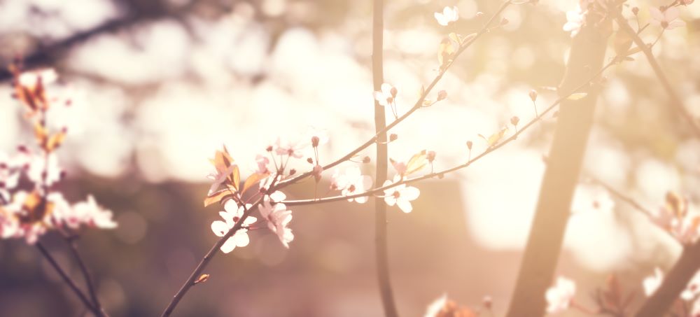Nature-sophro-corinne-pinen